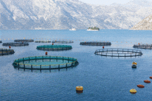 Fish farm