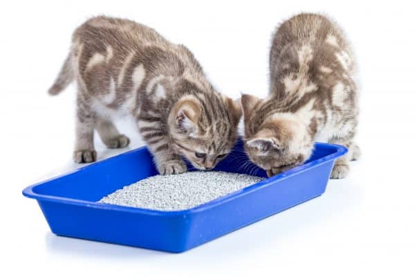 two cat kittens in toilet tray box with litter isolated on white