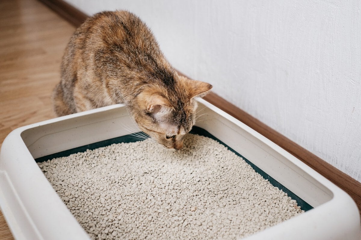 Domestic Cat Sniffs Bulk Litter. Abc 9000 Scaled - Bionetix®