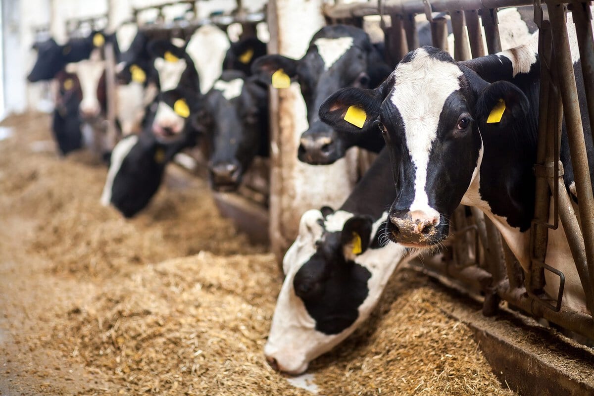 Vaches à la ferme. Vaches noires et blanches mangeant du foin dans l'étable. Adobestock 130561742 redimensionné - Bionetix®