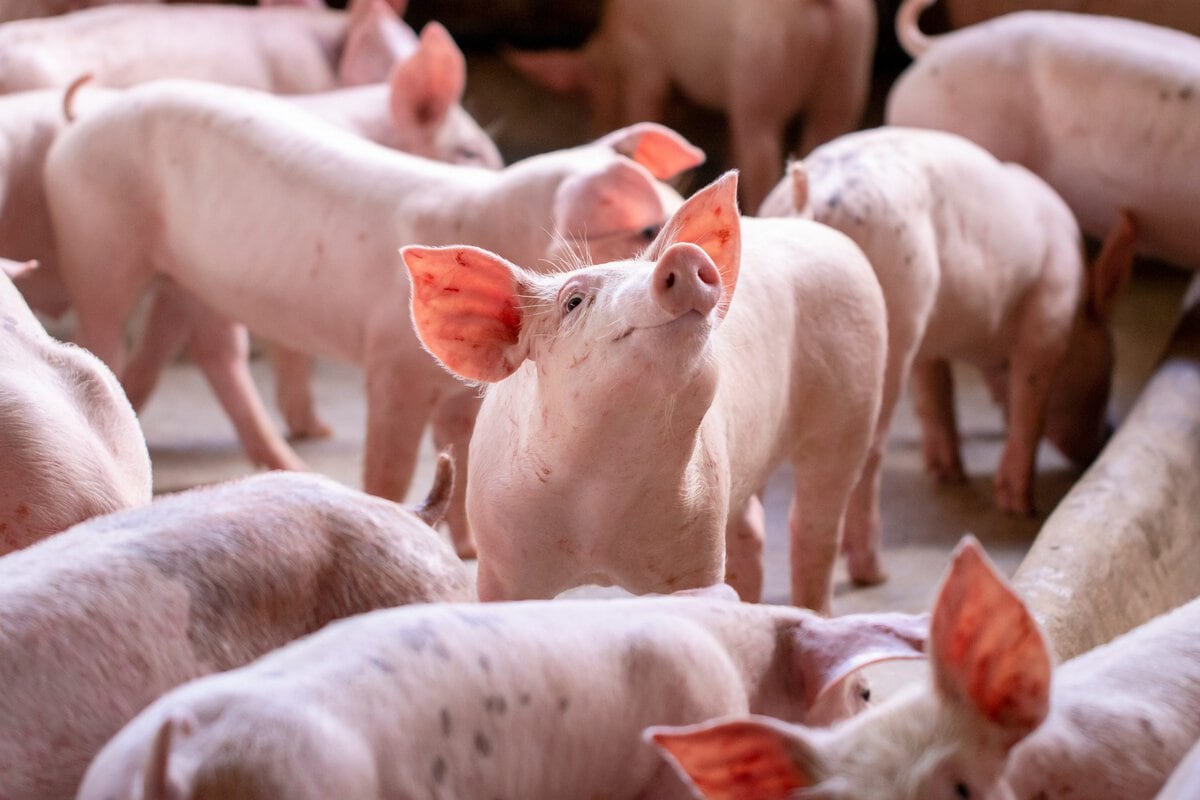 Petit cochon dans la ferme. Groupe de cochons à l'intérieur d'une ferme Adobestock 279167691 Redimensionné - Bionetix®