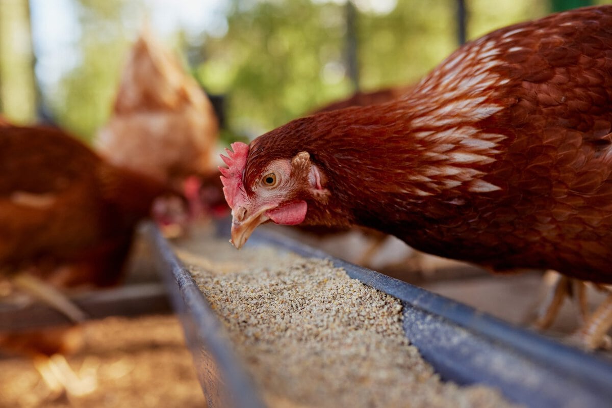 Poulet mange de la nourriture et des céréales à la ferme écologique, ferme de poulets de ferme en plein air Adobestock 620272940 Redimensionné - Bionetix®